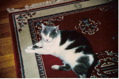 Grey Cat 3